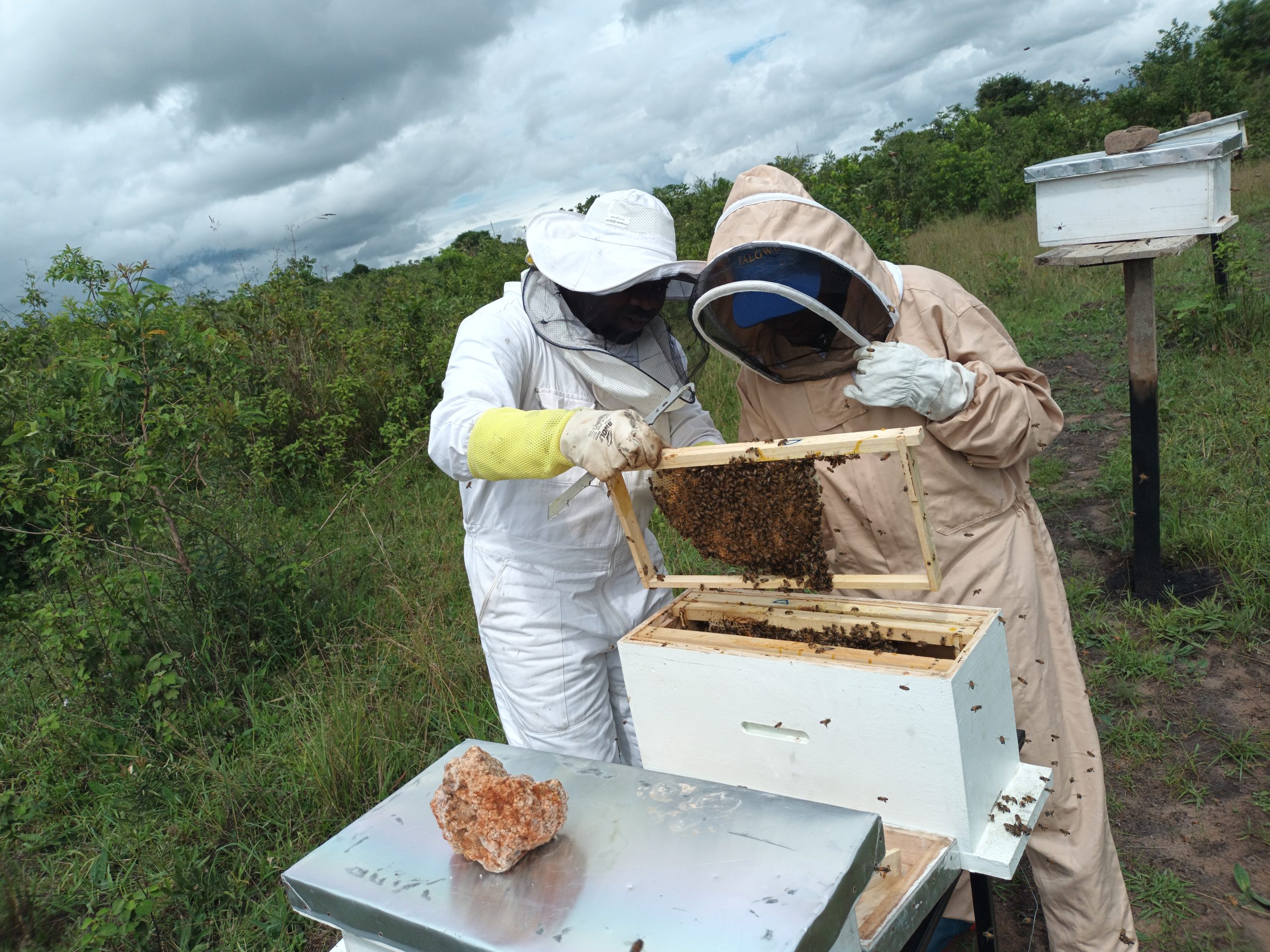 We equip aspiring and experienced beekeepers with the knowledge and skills they need from hive management to harvesting and processing. Our hands-on training ensures you’re confident and ready to succeed.