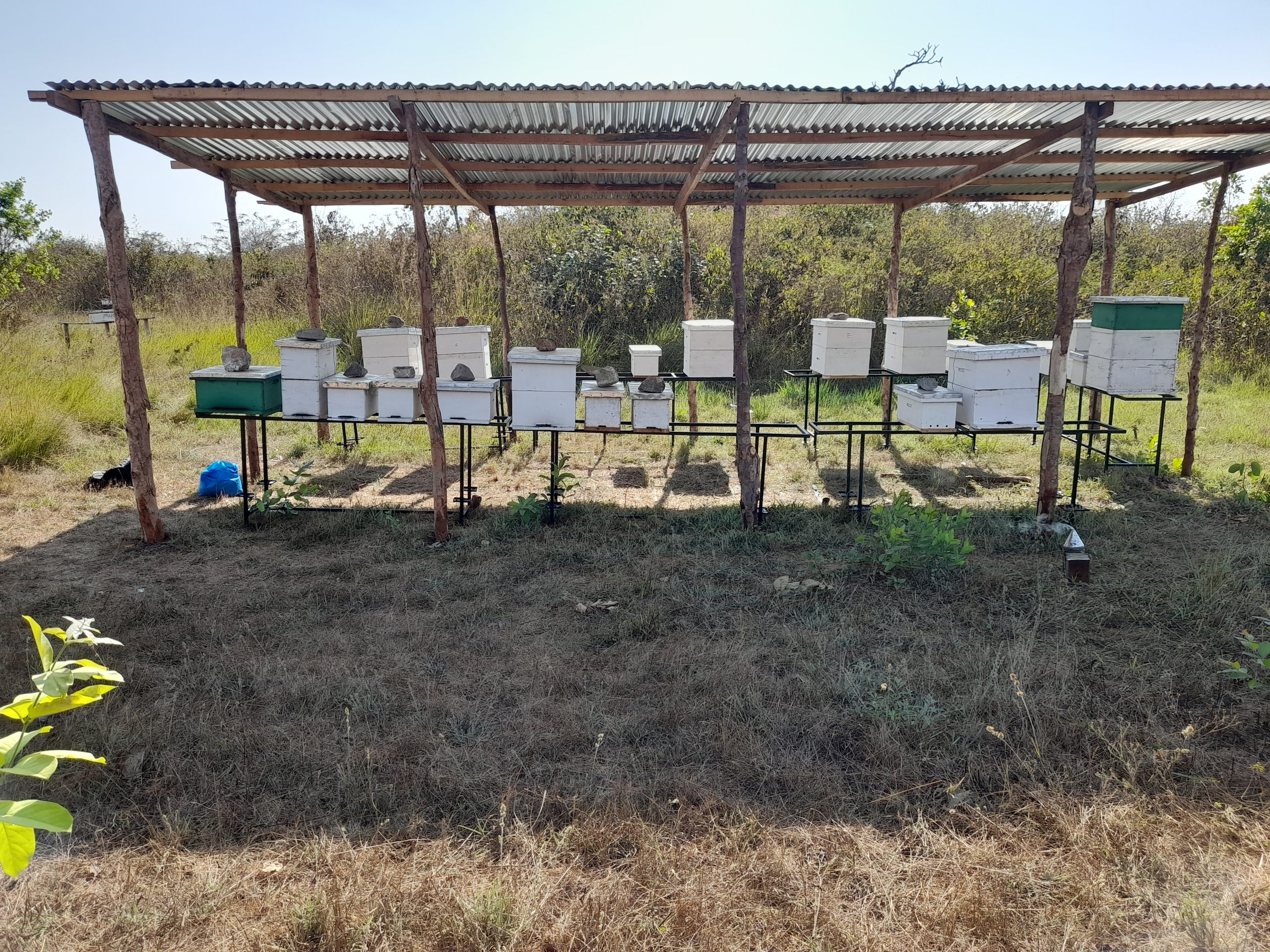 Ready to start your own apiary? We design and establish modern, productive bee farms customized to your land, resources, and goals. From smart hive placement to efficient management systems, we set you up for long-term success.